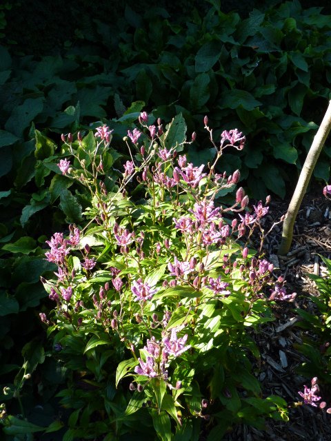 Tricyrtis formosana